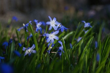 Isokevättähti Scilla Luciliae