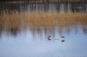 Jouhisorsat Vuonteella