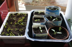 Kasvit itämään maaliskuussa