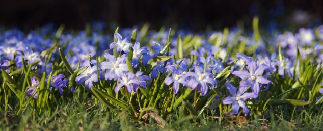 Monta monta kaunista kukkaa