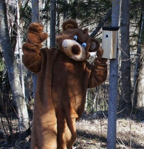 Nalle laittaa linnunpöntön