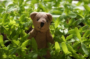 PikkuNalle ja samettiruusut 17.4