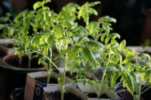 Tomaatin taimet 21.4
