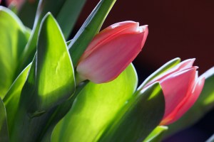 Tulppaanikimppu Nallen pöydältä