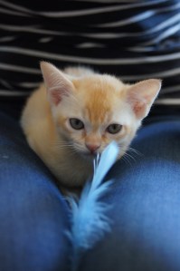 Viidakon Tuli rauhallisena