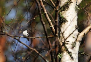 Kirjosieppo rantakoivussa