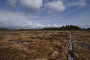 Surkansuon luontopolkua