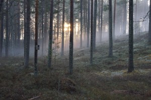 Illan sumua metsässä