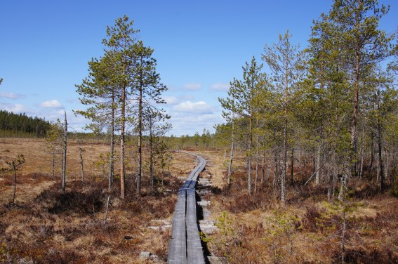 Suomaisemaa Pyhä-Häkistä