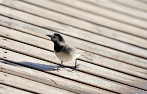 Västäräkki laiturilla