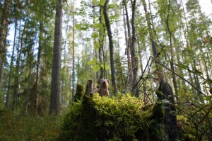 Pikku Nalle metsän peikko