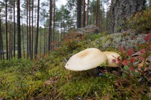 kauniita sieniä rinteessä